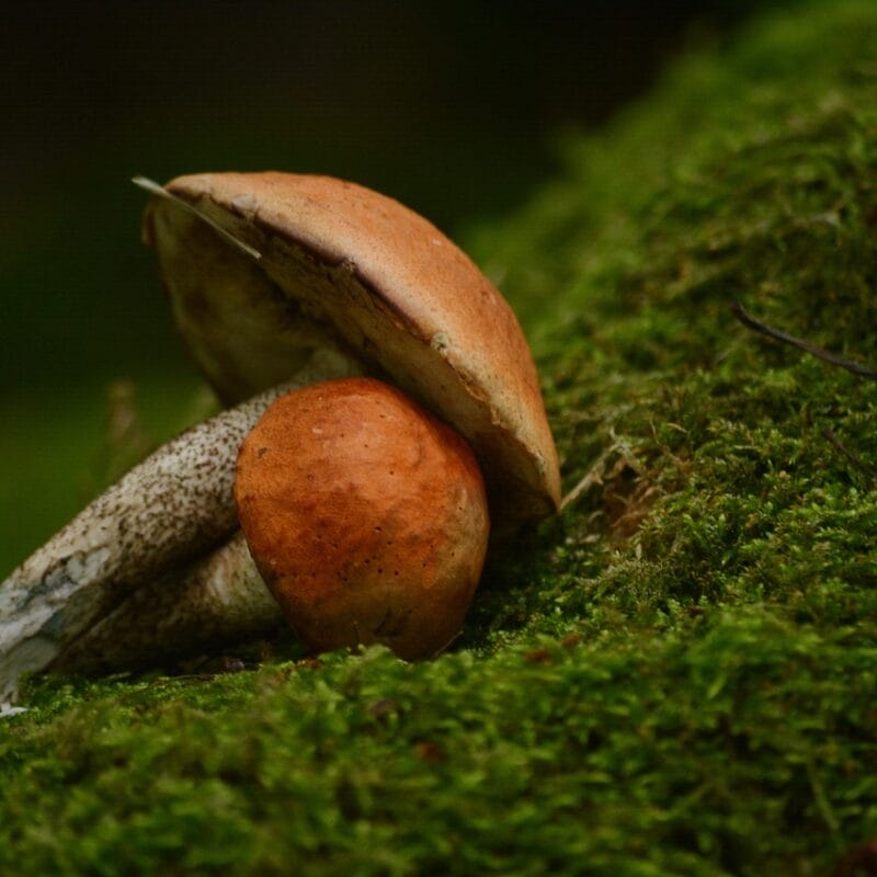Mushroom Dispensary Vancouver | Magic Mushrooms Ottawa Canada