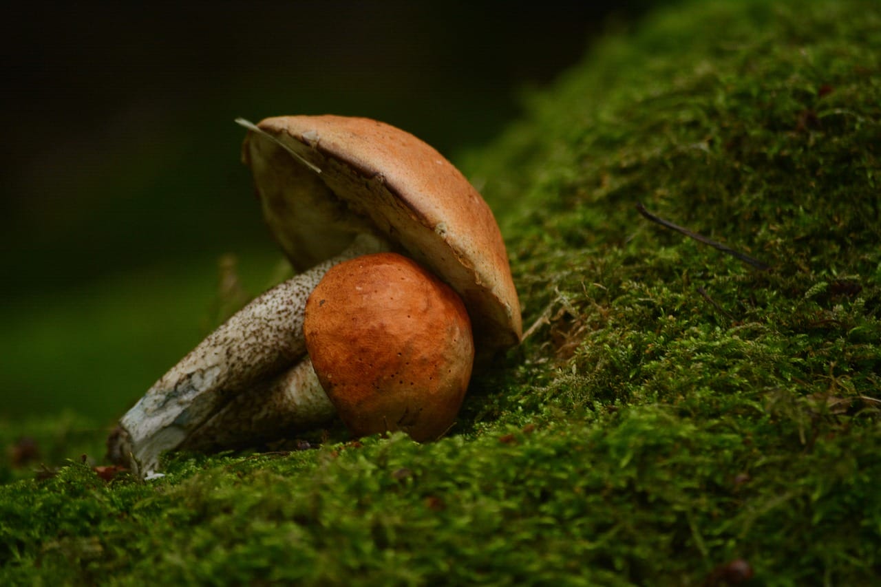 Vancouver Mushroom Dispensary: Discover Five Fresh Shroom Strains Worth Trying