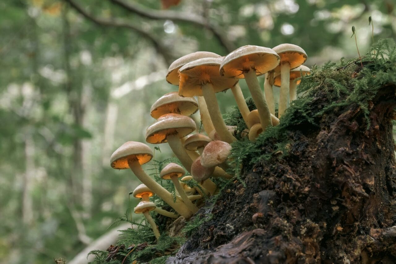 Improved Sexual Performance and Satisfaction through Psilocybin in Magic Mushrooms