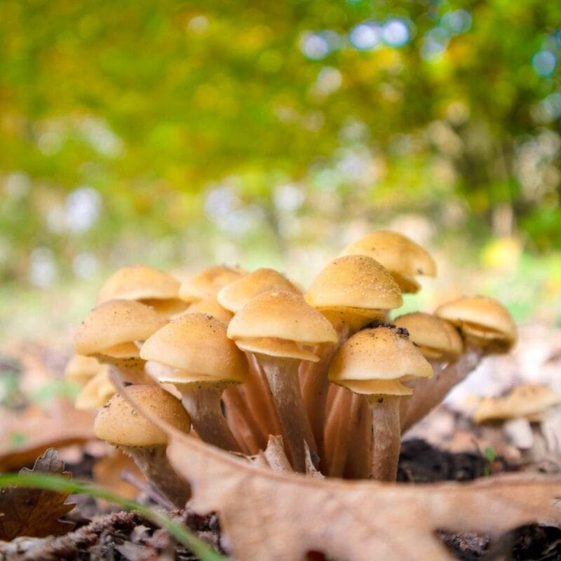 Shrooms Canada | Magic Mushrooms Ottawa Canada