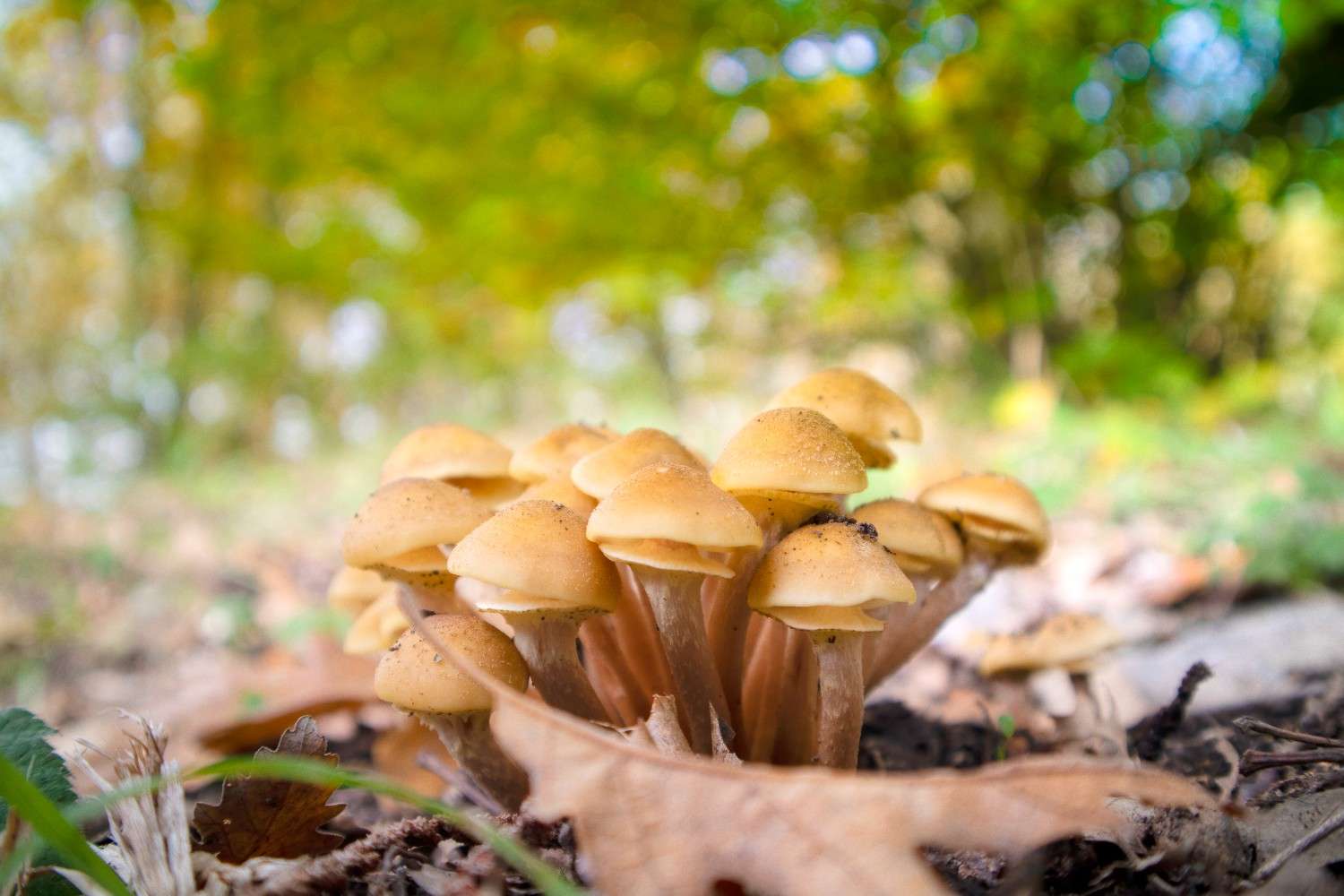 The Global Phenomenon of Microdosing Psilocybin Mushrooms Is Expanding Beyond Canada