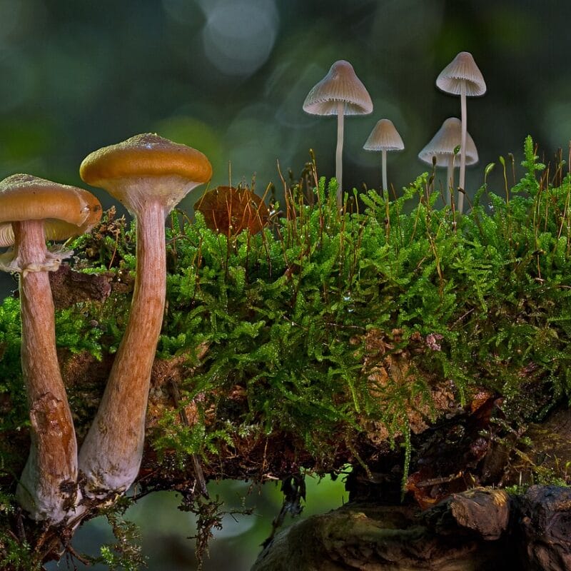 magic mushroom in Canada | Magic Mushrooms Ottawa Canada