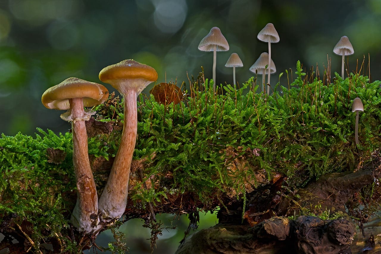 A Majority of 80% Canadians Advocate for the Use of Shrooms to Alleviate Existential Distress