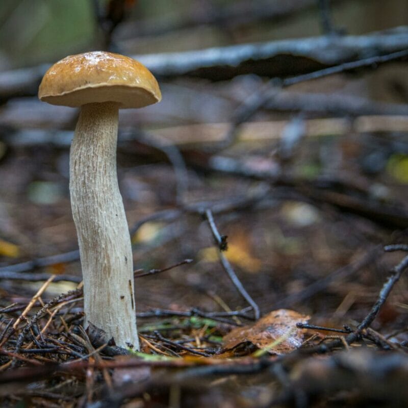Shrooms online | Magic Mushrooms Ottawa Canada