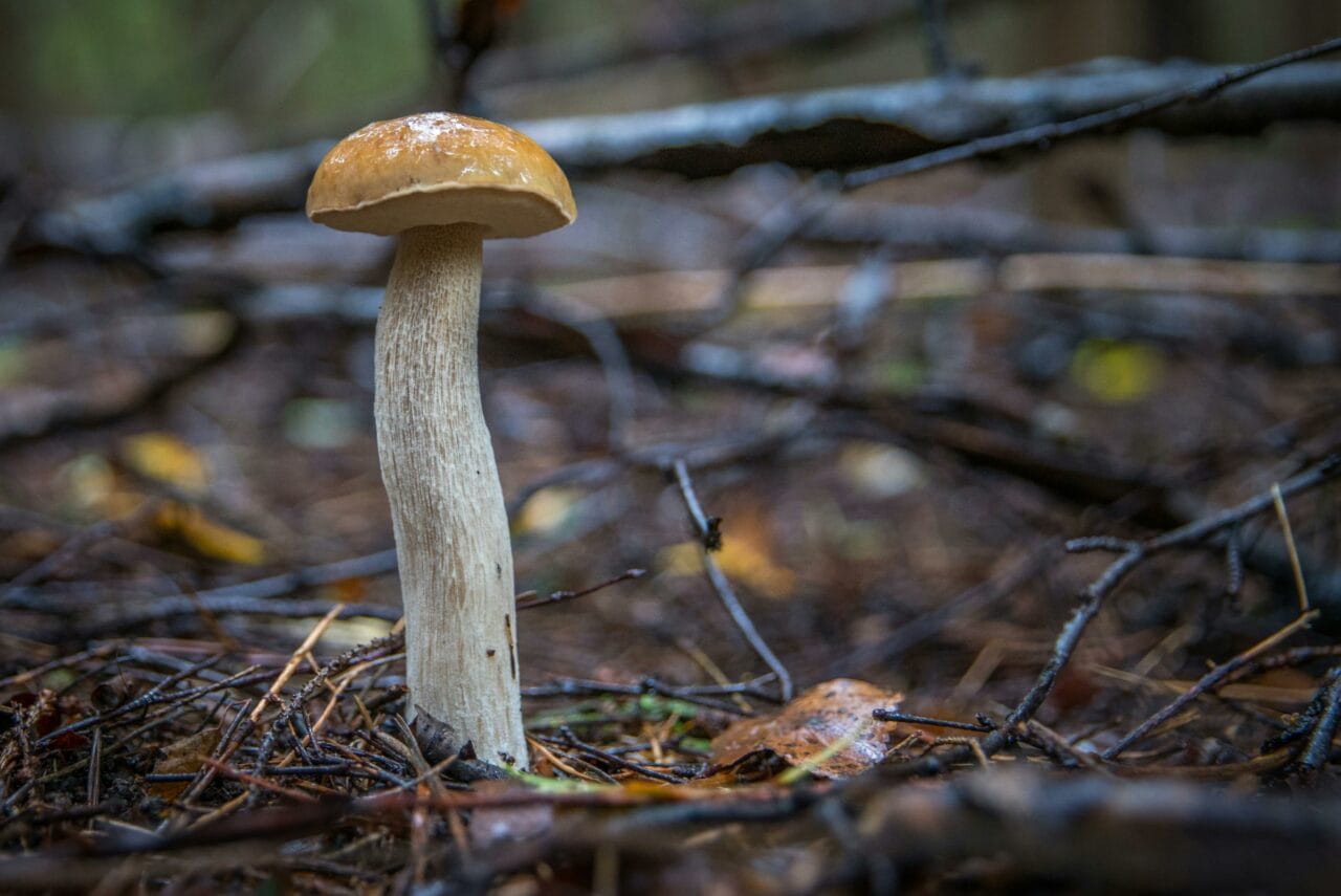 Recent Studies on Psychedelic Mushrooms Indicate Prolonged Brain Changes Could Benefit Mental Health