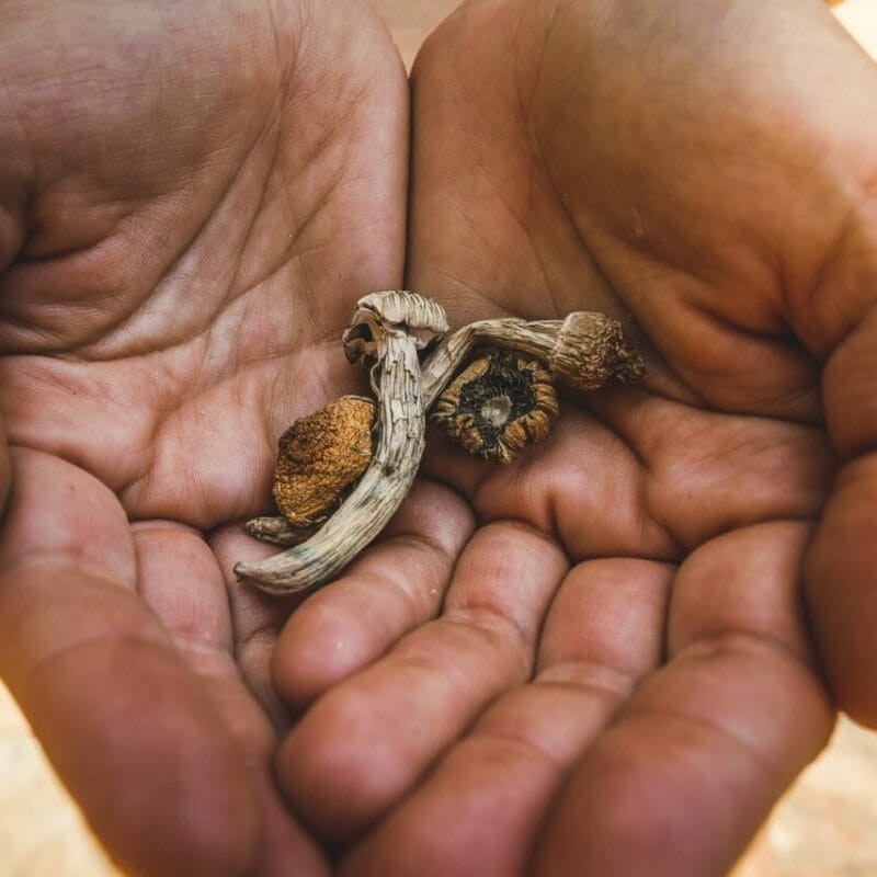 dried shrooms | Magic Mushrooms Ottawa Canada