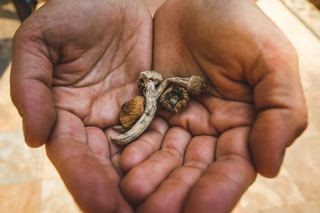 How Does the Experience with Dried Mushrooms Compare to Other Psychedelic Substances?