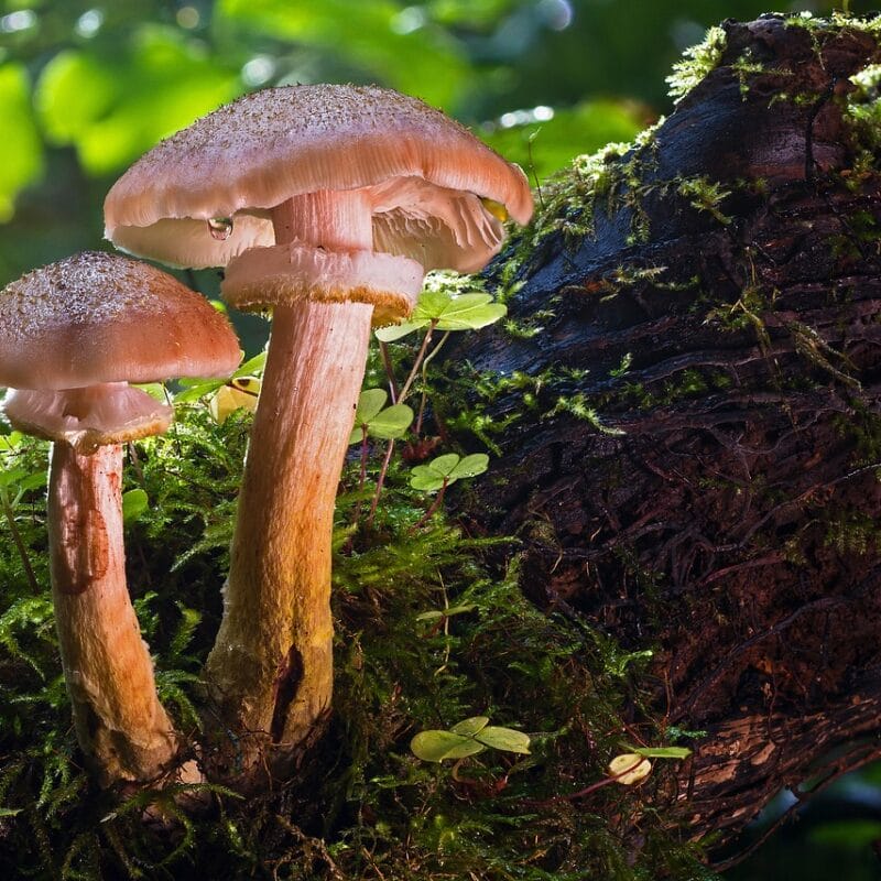 magic mushroom delivery | Magic Mushrooms Ottawa Canada