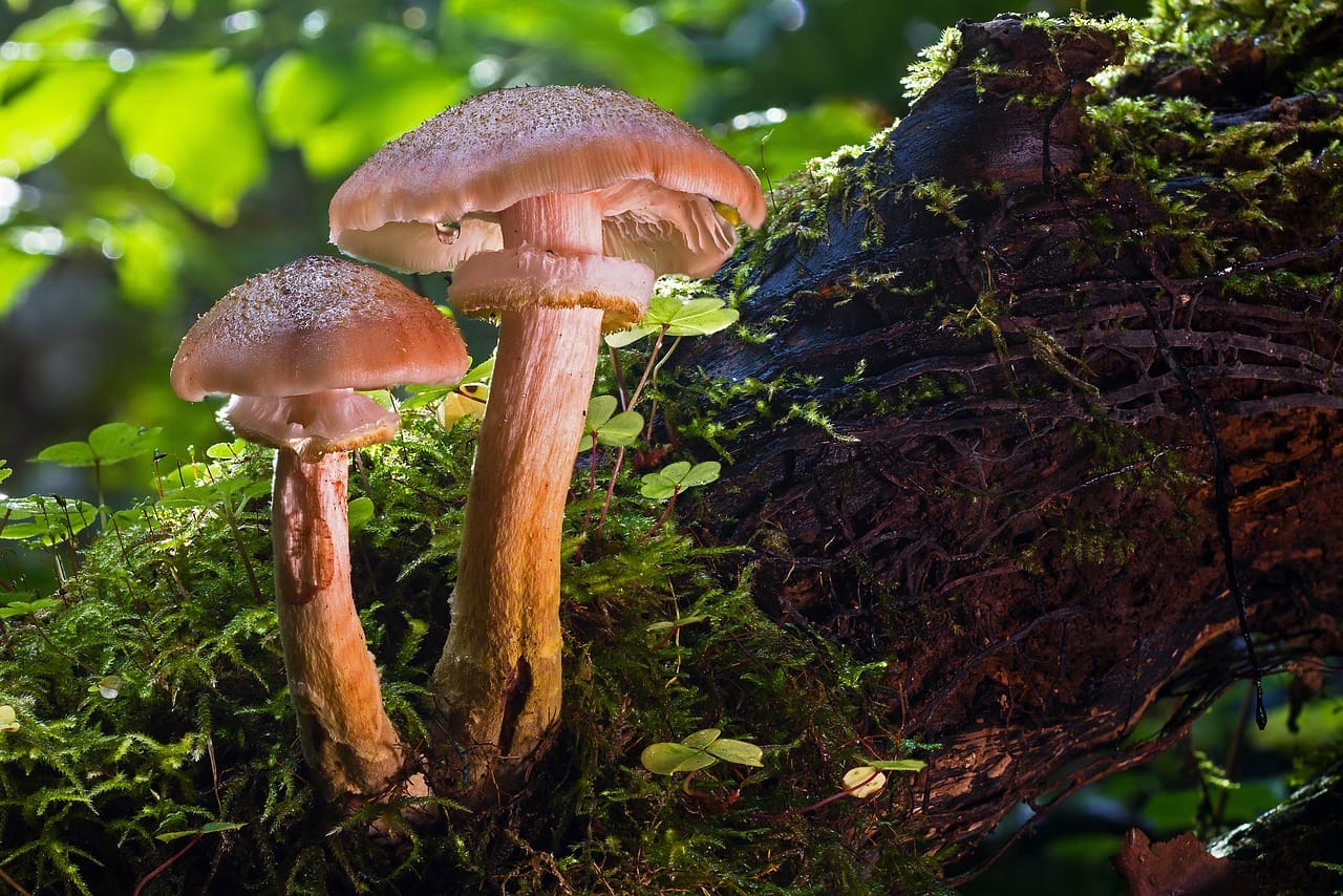 Magic Mushrooms and Psychedelia – Did They Propel Our Evolutionary Advancement as a Species?