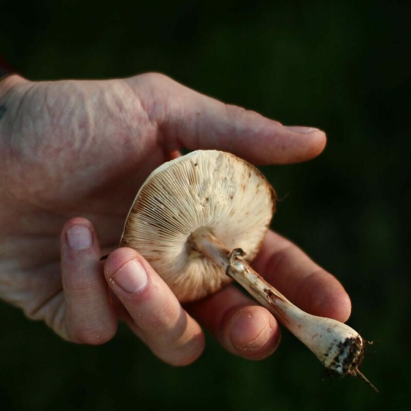 Shrooms | Magic Mushrooms Ottawa Canada