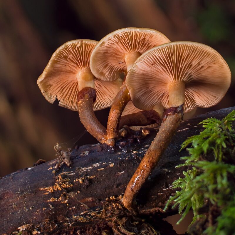 alacabenzi strain | Magic Mushrooms Ottawa Canada
