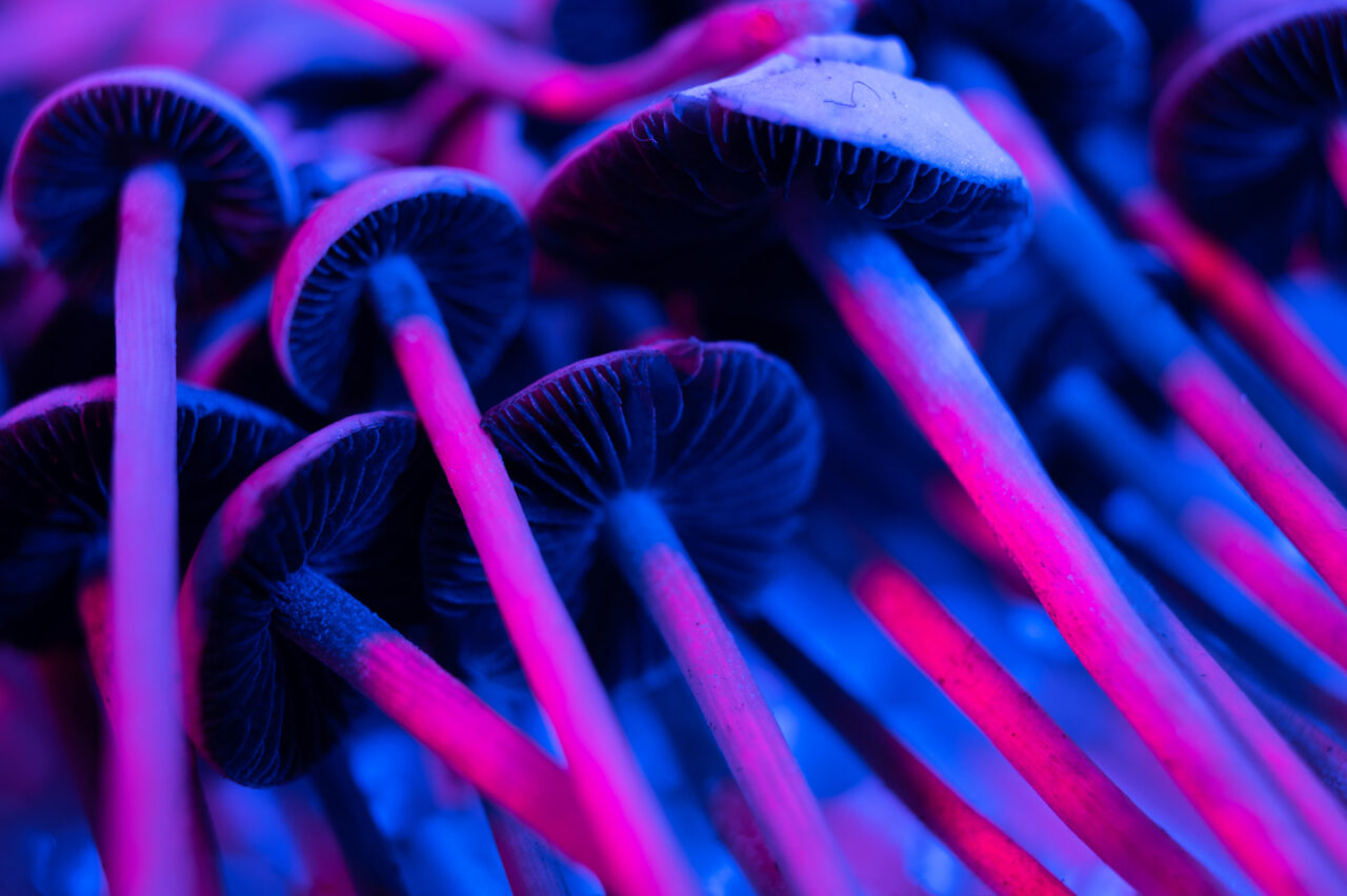 Shroomies edibles