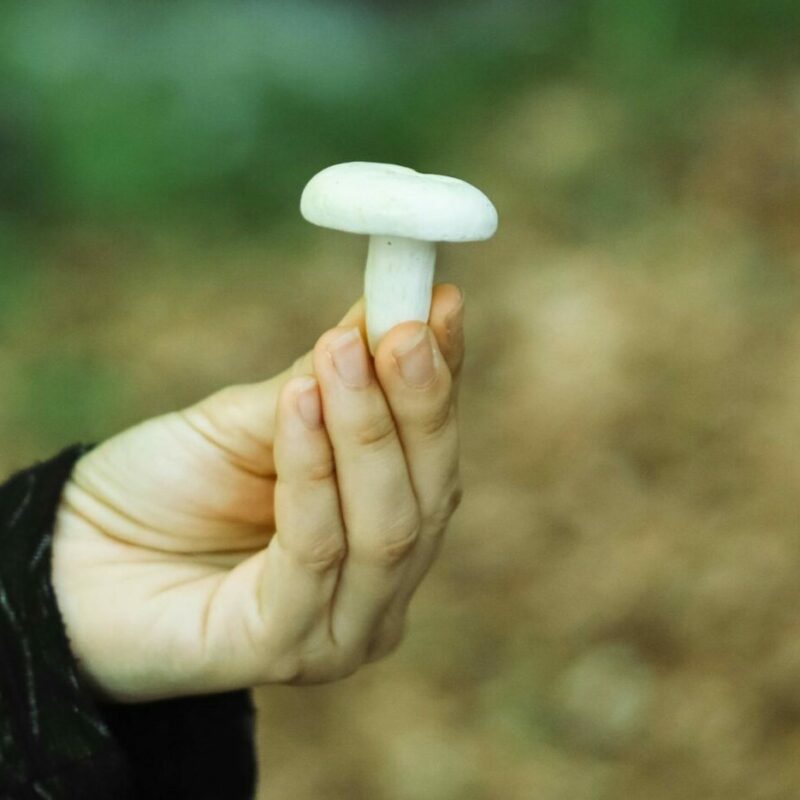 shrooms online in Canada | Magic Mushrooms Ottawa Canada