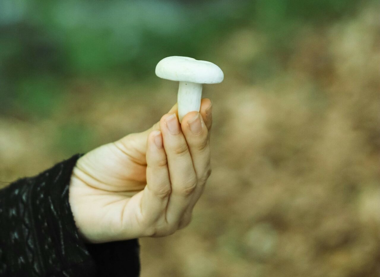 Discover Five Mushroom Categories for All Psychedelic Aficionados
