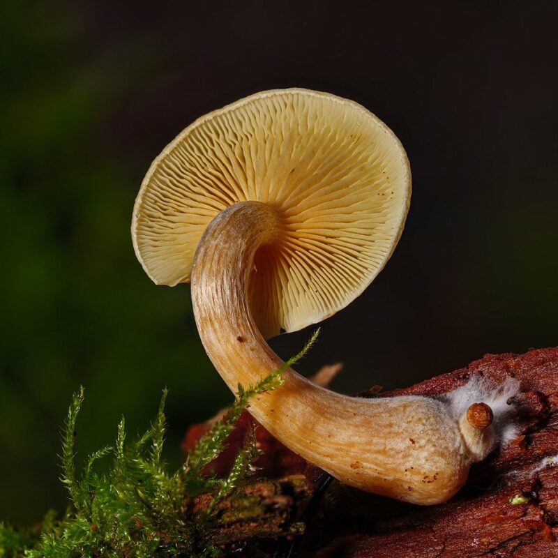 Alacabenzi Strain | Magic Mushrooms Ottawa Canada