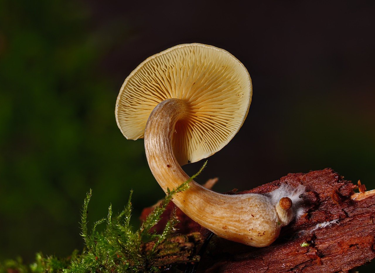 Understanding the Alacabenzi Strain – Essential Information for Users Before Their Initial Dose