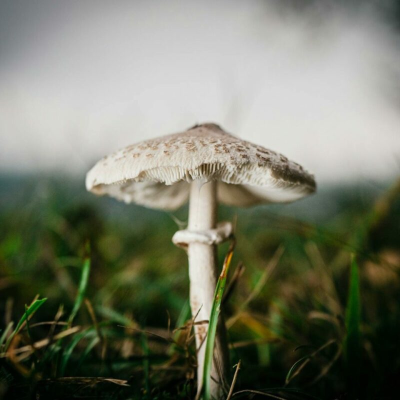 White Monster | Magic Mushrooms Ottawa Canada