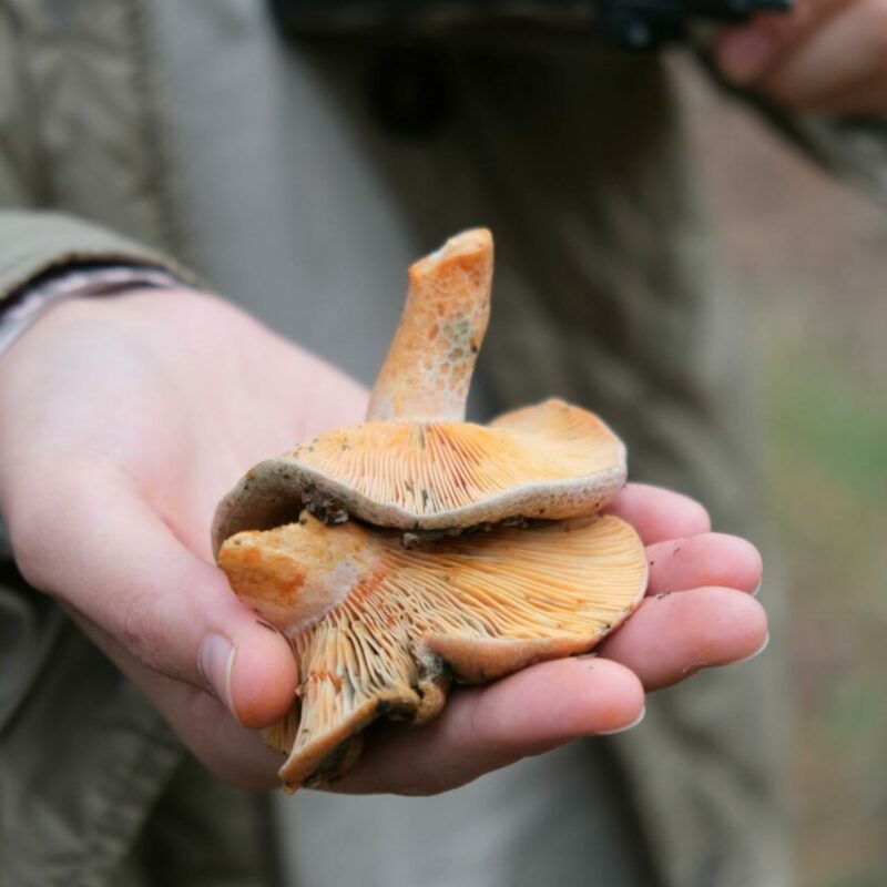 Apex Strain | Magic Mushrooms Ottawa Canada