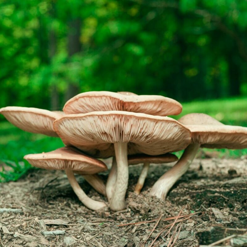 Big Daddy Mushroom | Magic Mushrooms Ottawa Canada