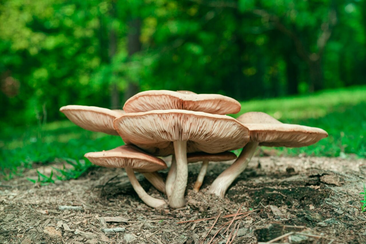 Sampled the Big Daddy Mushroom during a Hike—A 10/10 Experience Worth Repeating