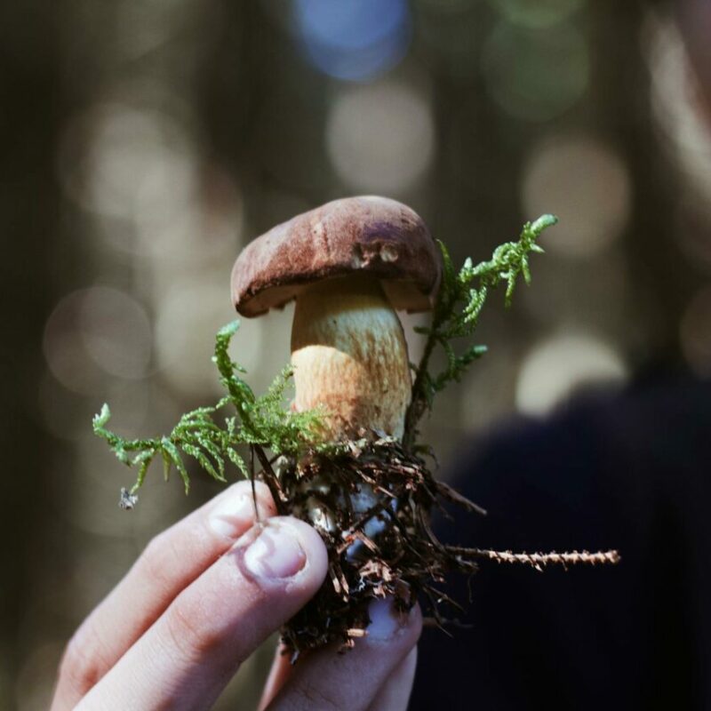 Buy Shrooms | Magic Mushrooms Ottawa Canada