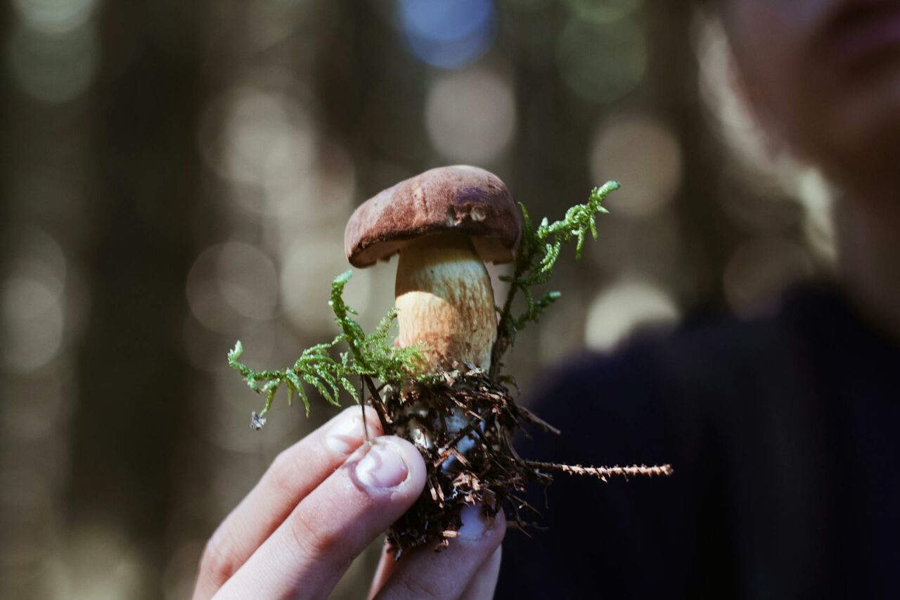 Purchasing Psychedelic Mushrooms Online? A Retiree Reflects on Wishing He Had Tried Psilocybin 45 Years Earlier