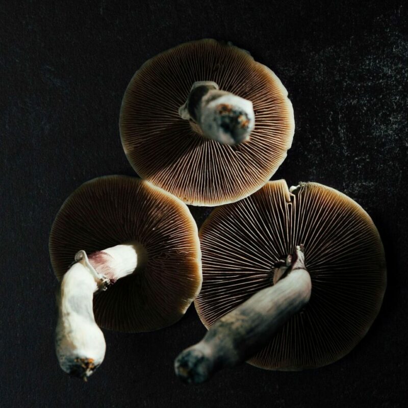 Magic Mushroom Canada | Magic Mushrooms Ottawa Canada