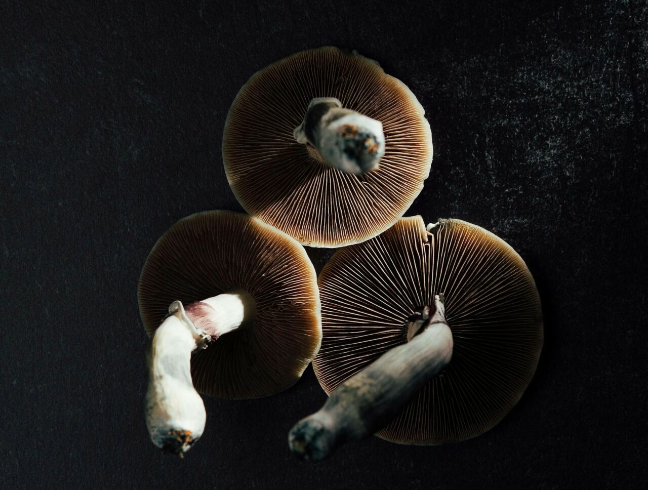 Magic Mushroom Canada – Specialists Elucidate Why Natural Psilocybin Impacts More Intensely Than Its Laboratory-Created Counterpart
