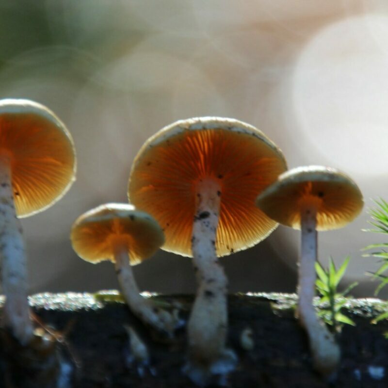 Magic Mushroom Delivery | Magic Mushrooms Ottawa Canada