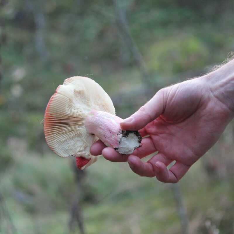 Magic Mushroom Delivery | Magic Mushrooms Ottawa Canada