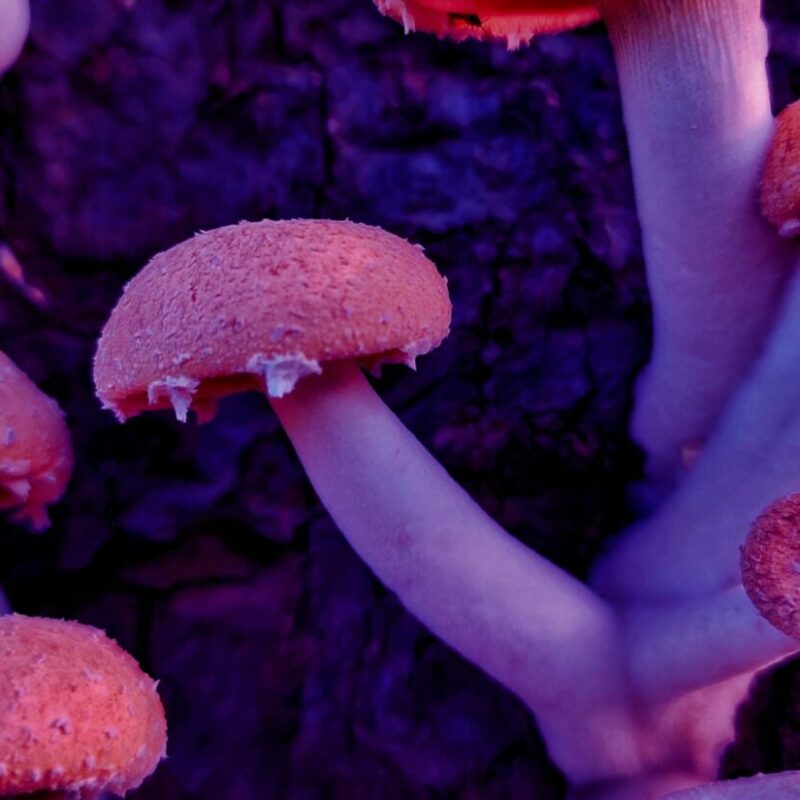 Mushroom Dispensary | Magic Mushrooms Ottawa Canada