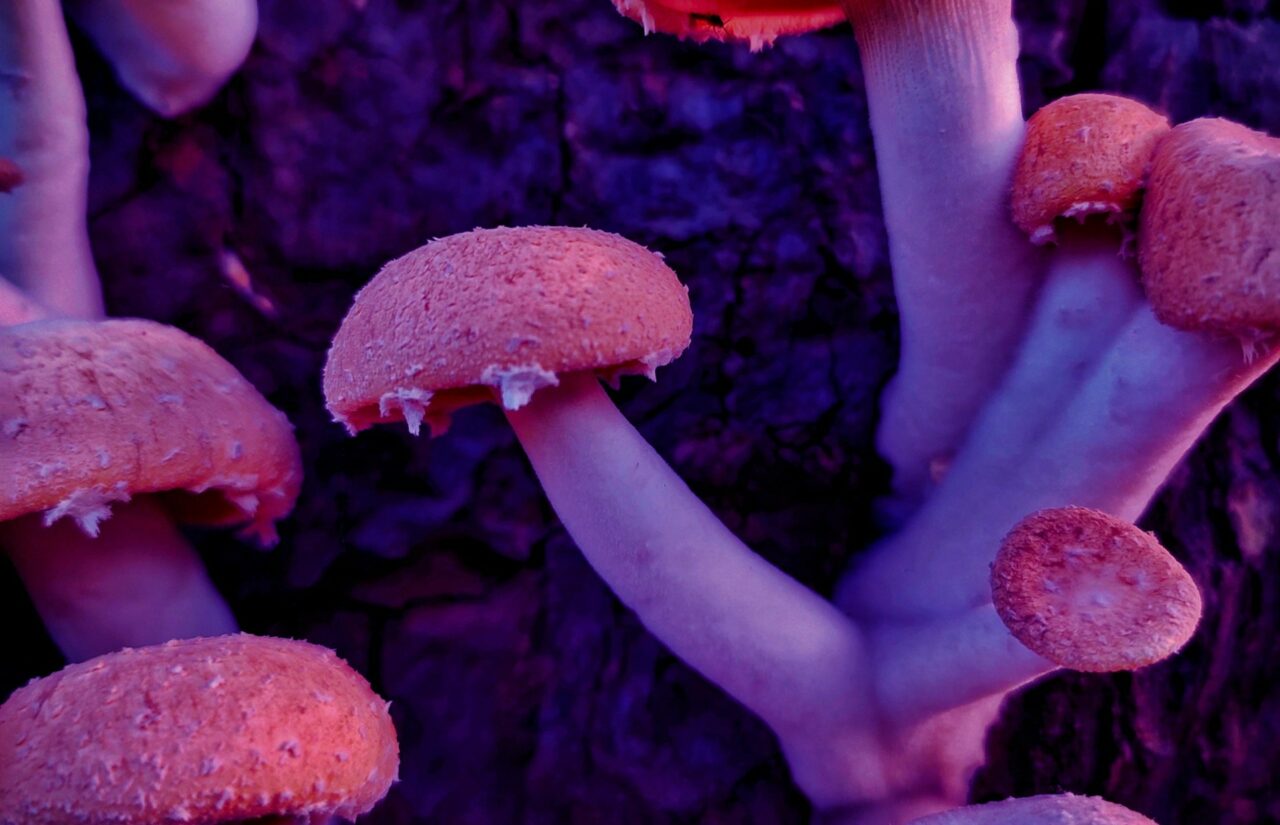 How Psilocybin, Obtained from a Mushroom Dispensary, Can Redefine the Mental Framework of Individuals Dealing with HIV-Related Guilt