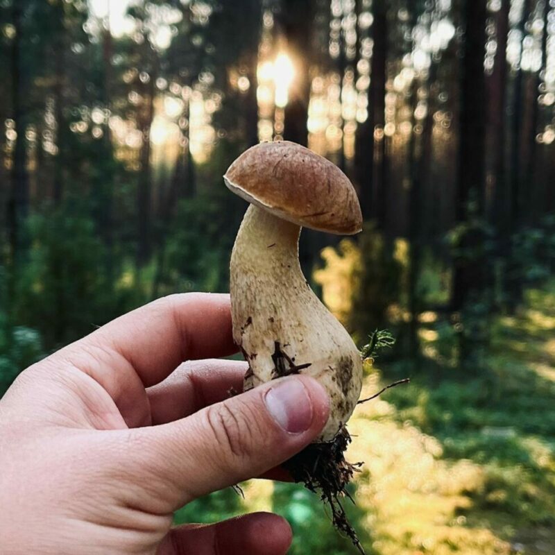 Shrooms Delivery Canada | Magic Mushrooms Ottawa Canada