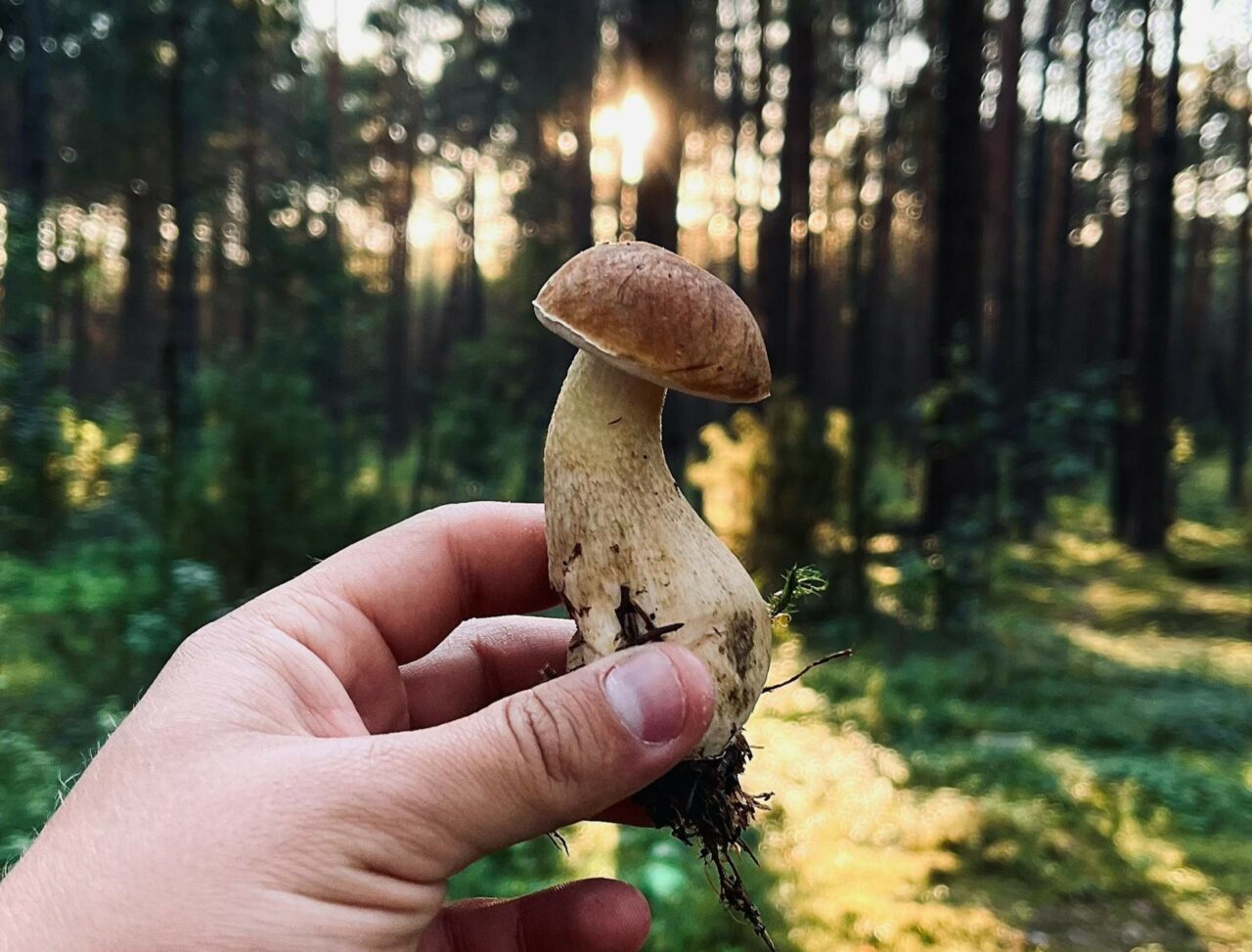 Discover if Psilocybin has more benefits than Escitalopram/Esketamine with ShroomsDeliveryCanada