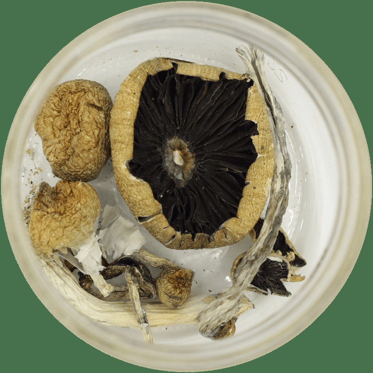 | Magic Mushrooms Ottawa Canada