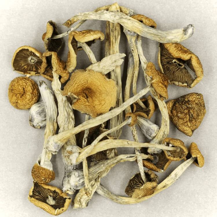  | Magic Mushrooms Ottawa Canada