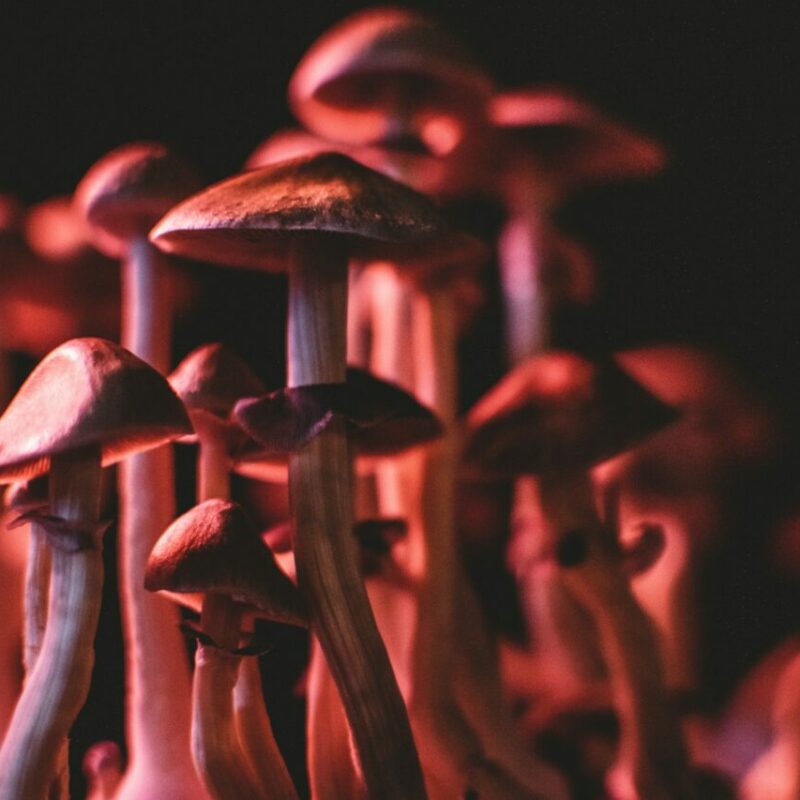  | Magic Mushrooms Ottawa Canada