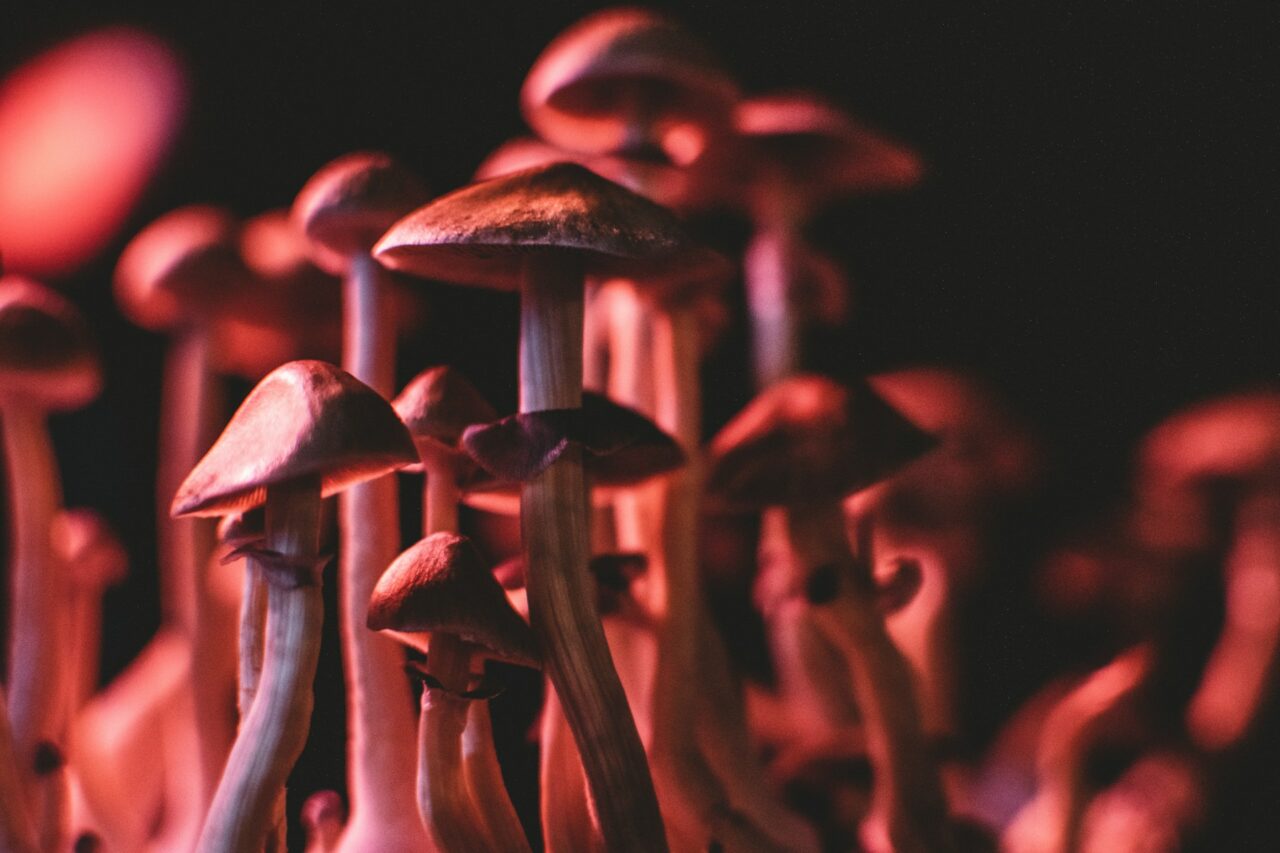 Obtaining Psychedelics Online: How I Successfully Navigated the Pitfalls and Dodged Scams